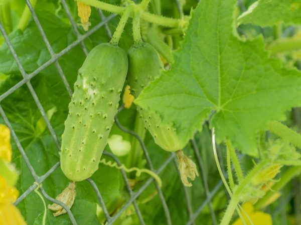 La variété se distingue par son rendement