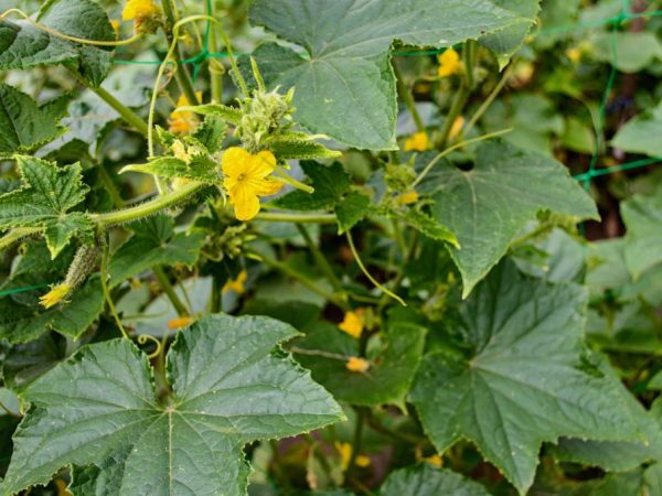 Description des variétés de concombres avec la lettre L