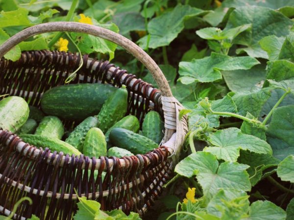 Ang pinakamahusay na mga pagkakaiba-iba ng mga pipino na may titik na P