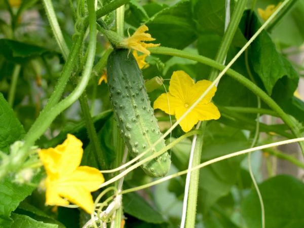 Les fruits sont idéaux pour le marinage