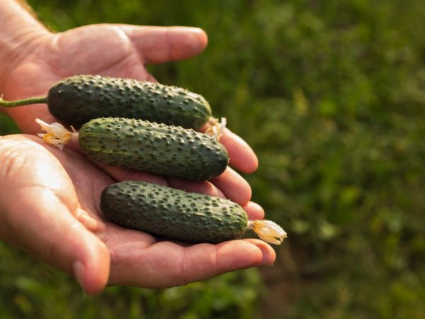 Ang mga pipino ay mainam para sa pag-canning