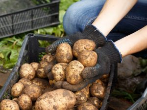 Mga aparato sa pag-uuri ng patatas