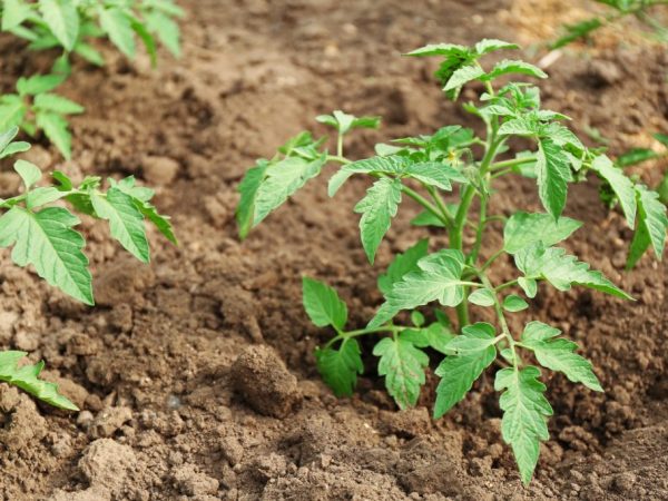 Upang mabuo ang mga malalakas na ugat, ang bush ay dapat na natubigan ng sagana