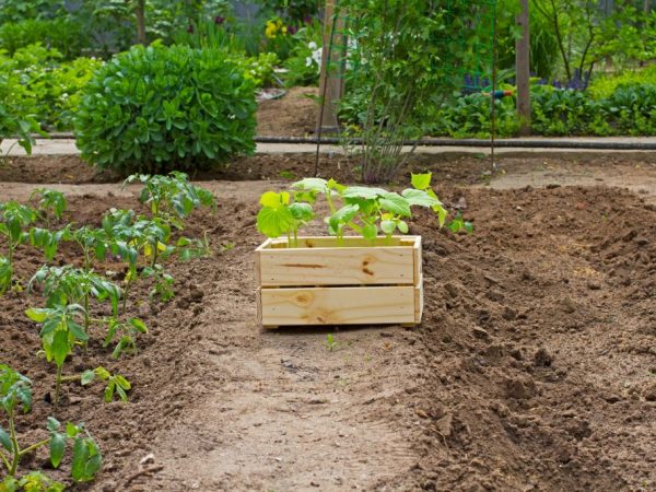 Les concombres et les tomates s'entendent bien côte à côte