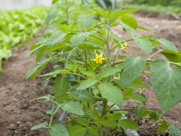 Tomato Rescuer