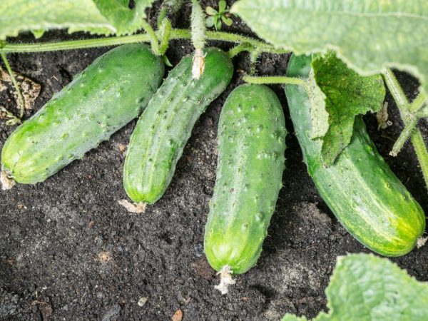 Paglalarawan ng Spino cucumber