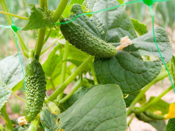 La variété est mieux cultivée dans les semis.