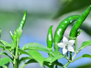 Les avantages et les inconvénients du capsicum