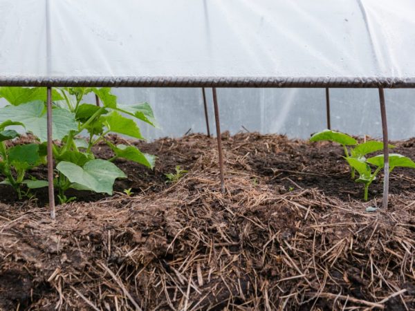 Jardin chaleureux à faire soi-même pour les concombres