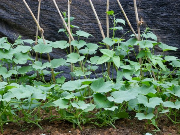 Choisissez une méthode de réalisation du jardin