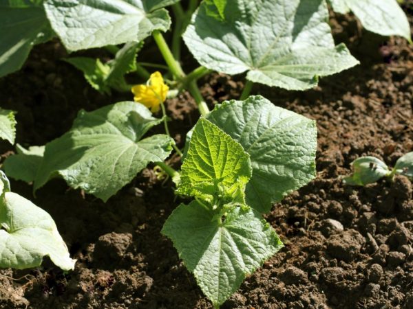 Le jardin n'est pas difficile à faire