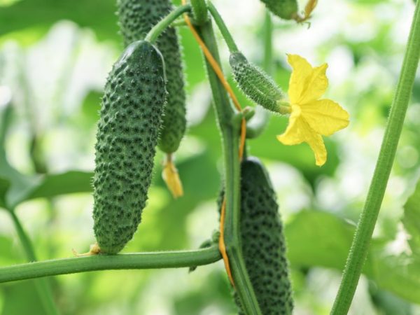 La variété n'a pratiquement aucun défaut