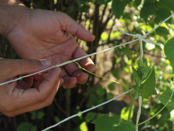 Mga panuntunan para sa pagbuo ng mga pipino sa bukas na bukid