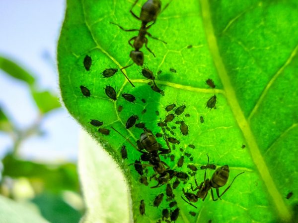 Nakikipaglaban sa mga aphid sa isang peras