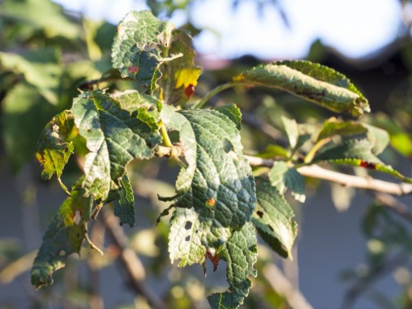 Ang pagdidisimpekta ay tumutulong sa pagtanggal ng mga insekto