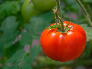 Caractéristiques d'une variété de tomates Matières grasses