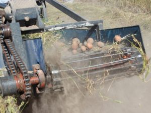 Transporter potato digger para sa walk-behind tractor