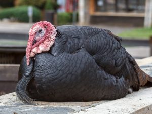 A trichopolum használata pulyka baromfi esetén