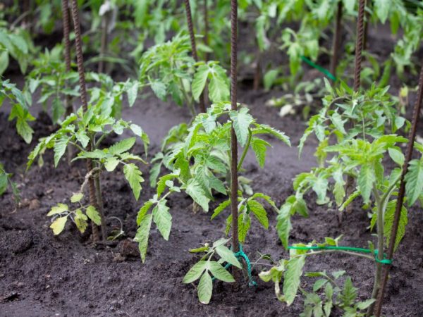 Ang kakulangan ng nitrogen ay negatibong nakakaapekto sa mga halaman