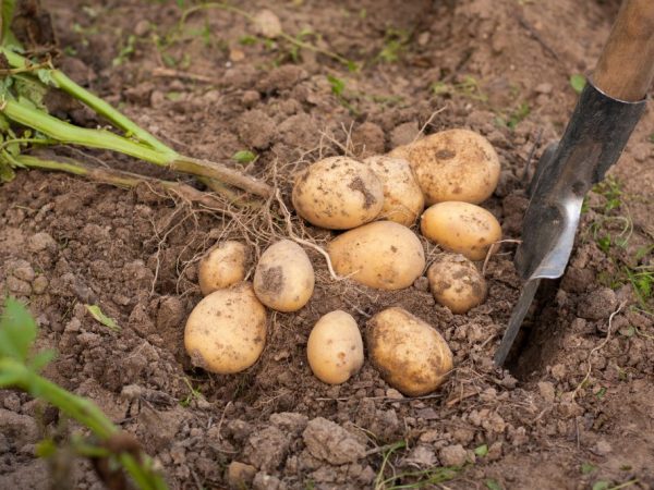 Nous récoltons avec des sommets verts