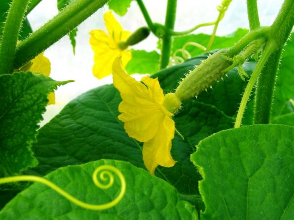 Prendre soin de la plante n'est pas difficile