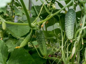 Mga tagapagpahiwatig ng ani ng mga pipino sa greenhouse