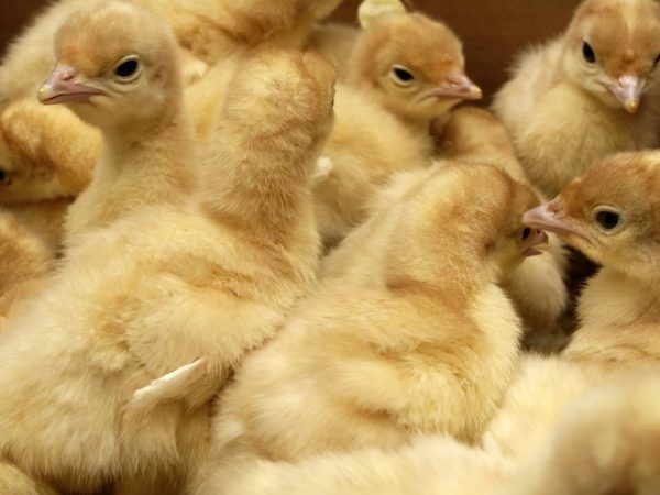 Pag-aanak ng mga poults ng pabo sa isang incubator