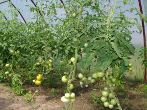 Cultiver des tomates dans une serre