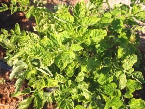 Raisons de tordre le dessus des tomates