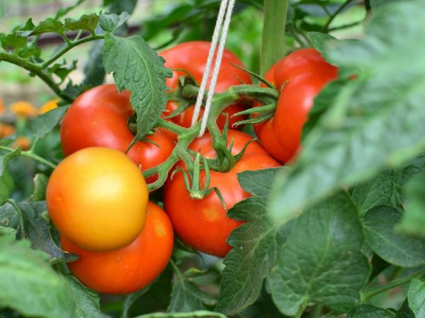 Verlioka tomato variety