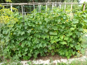 Mga homemade vertical cucumber bed