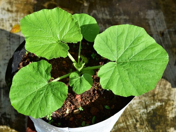 Vous pouvez planter des concombres dans des bouteilles en plastique.