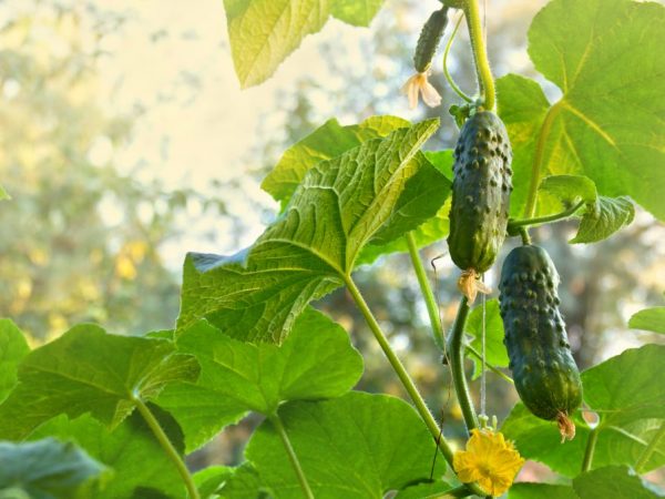 Vous pouvez faire le jardin vous-même