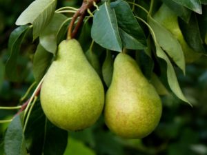 Mga Katangian ng Victoria pears