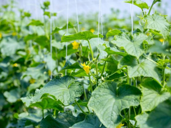 La plante a besoin d'un arrosage régulier