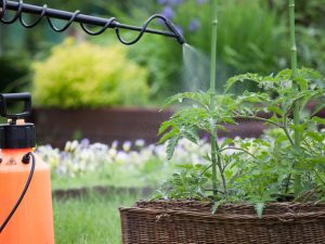 Alimentation foliaire des tomates