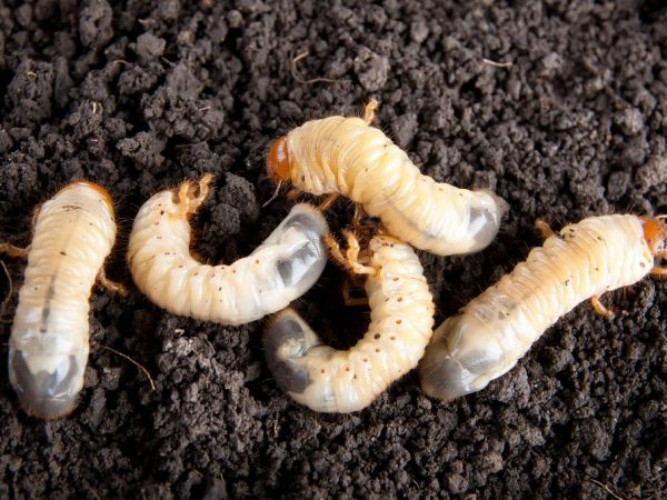 Les vers gâtent les tubercules