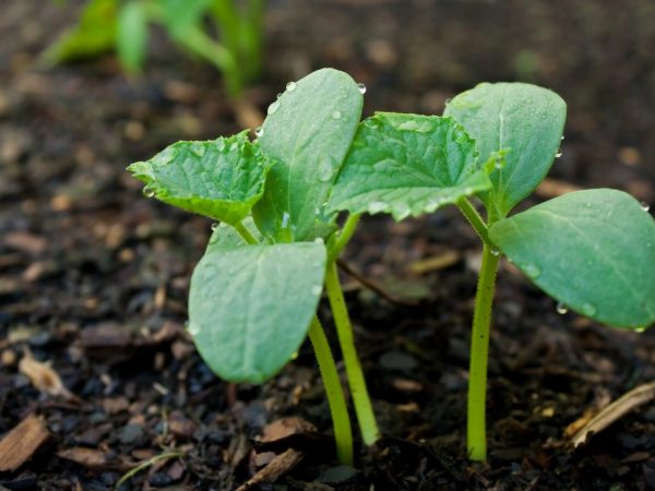 Vous ne pouvez planter que des semis avec trois vraies feuilles.