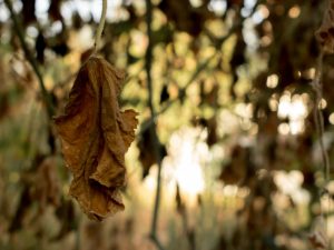 Causes du flétrissement des concombres