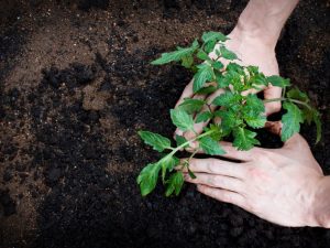 Cultiver des tomates