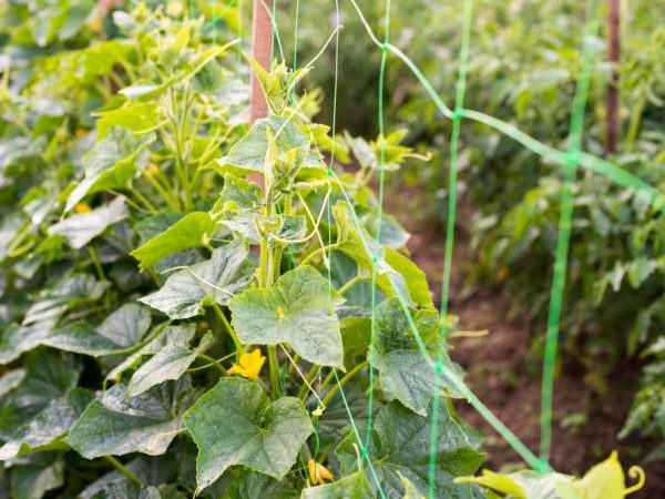 Lumalagong mga pipino sa isang trellis