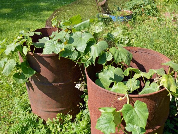 Règles pour cultiver des concombres en barrique