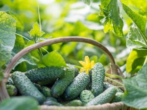 Mga panuntunan para sa lumalaking mga pipino sa mga bag