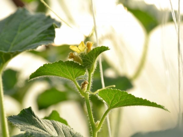 Il est nécessaire de protéger les plantes des surtensions