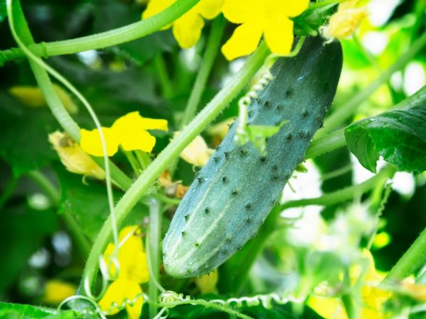 Lumalagong mga pipino sa isang polycarbonate greenhouse