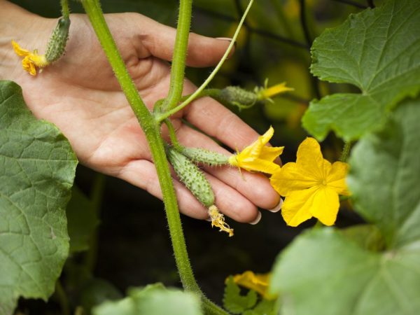 La plante a besoin d'un arrosage régulier