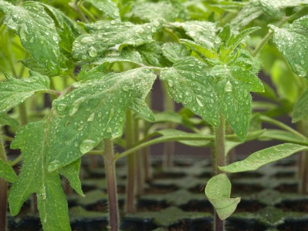 Vous devez arroser les plantes avec de l'eau décantée.