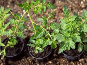 Le durcissement des plants de tomates