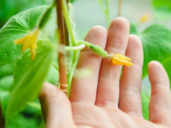 L'ovaire des concombres s'assèche dans la serre