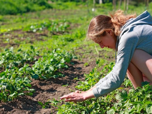 Comment utiliser Zenkor contre les mauvaises herbes pour les pommes de terre